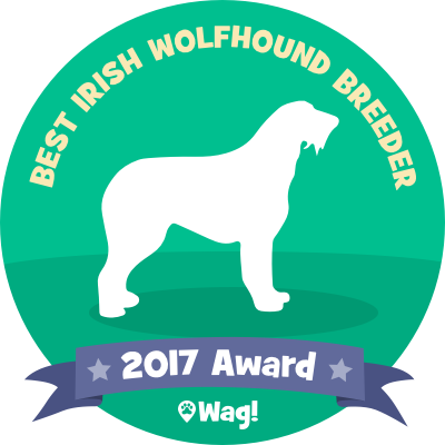 timbercreek irish wolfhounds