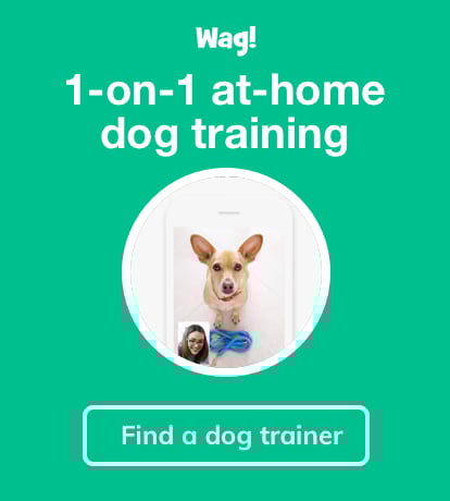 Wag! Dog Training